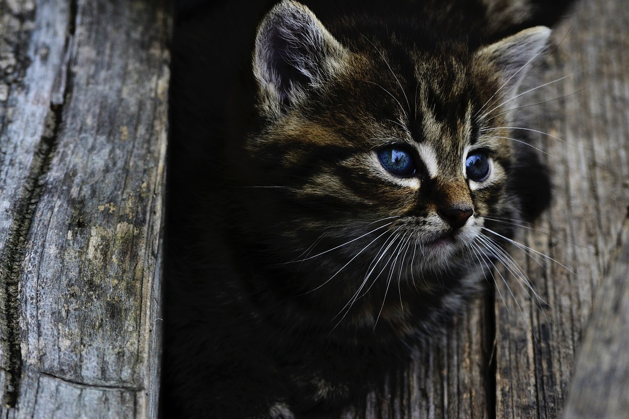 The Unique Features of the Somali Cat